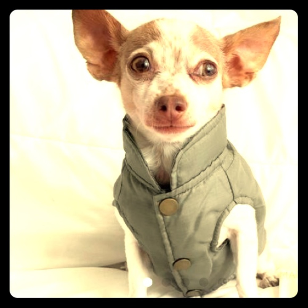 🐶 Puppy Puffy Coat 🐶